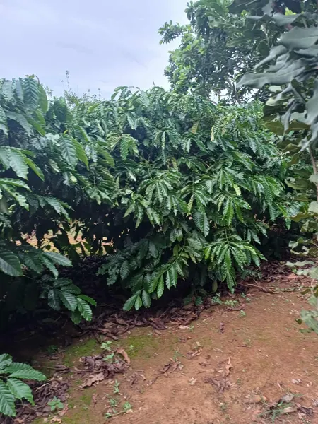 cần bán gấp