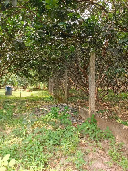 Vườn Bưởi Thạnh Phú Đường ôtô, hệ thống tưới tiêu điện nước đầy đủ