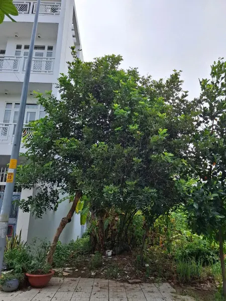 BDS HVL Bán Đất  đường 100 Khu 1  Phường Thạnh Mỹ Lợi, TP Thủ Đức .