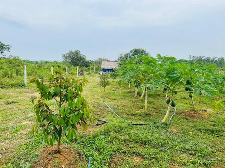Chính chủ bán 01 sào đất đẹp la ngà sổ riêng, đường hiển thị trên sổ, ô tô tận nơi chỉ 499tr