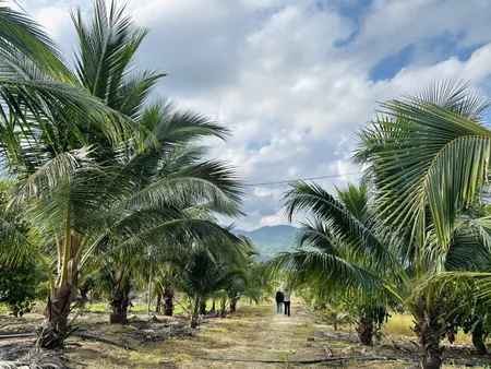 BÁN SIÊU PHẨM NHÀ VƯỜN VIEW ĐẸP NINH SƠN ,NINH THUẬN