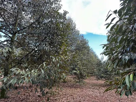 Ngợp bán nhanh lô đất vườn sầu riêng thì mạnh có thổ cư bám hồng tại xã bảo bình đồng nai