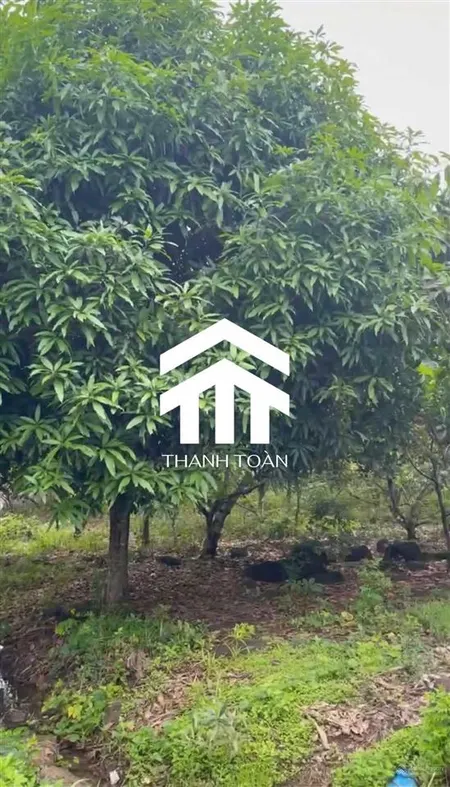 Chủ bán gấp 2 sào xuân thọ cách ga bảo chánh 5 phút giá cực rẻ