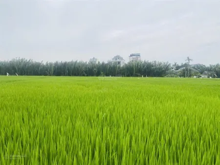300 m2 cẩm thanh gần lúa, thích hợp làm homestay