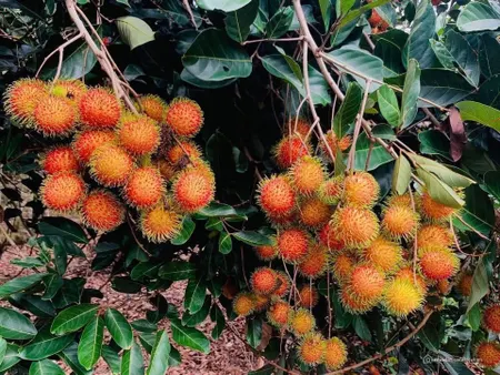 chính chủ bán đất làm nhà vườn mặt tiền đường nhựa hương lộ 2 phường lộc hưng (Tin Hết Hạn)
