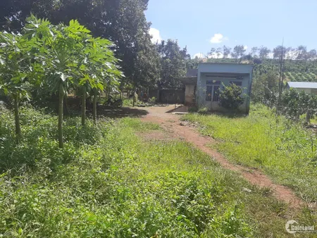 BÁN RẪY ÔM RUỘNG THÀNH PHỐ PLEUIKU DIỆN TÍCH 3,6 HA (Tin Hết Hạn)