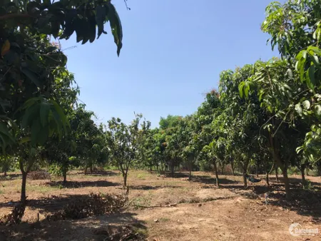 Kẹt tiền cần bán vườn xoài Định Quán, Đồng Nai, (Tin Hết Hạn)