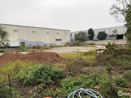 Bán nhanh xưởng cực mới 1,35ha, mặt đường 196, Văn Lâm - HY. Giá tốt. lh 0835459 (Tin Hết Hạn)