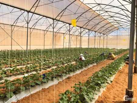 Cần bán miếng đất giá cho người có thu nhập thấp (Tin Hết Hạn)