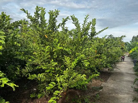 CHÍNH CHỦ CẦN BÁN THỬA ĐẤT CÓ VỊ TRÍ ĐẸP TẠI XÃ MỸ ĐỨC - HUYỆN CHÂU PHÚ - TỈNH AN GIANG.