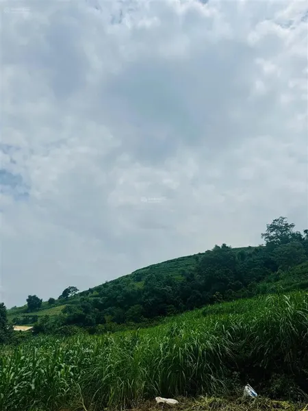 3300m2 minh quang ba vì hàng hot