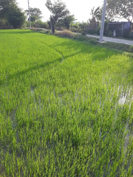 Bán đất chính chủ a chị e nhanh tay nhé 0364340843 liên hệ Này