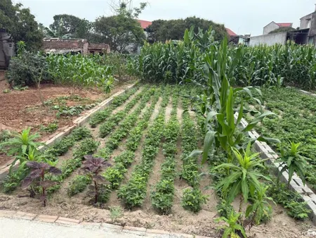 Bán đất xã nguyên hoà huyện phù cừ hưng yên