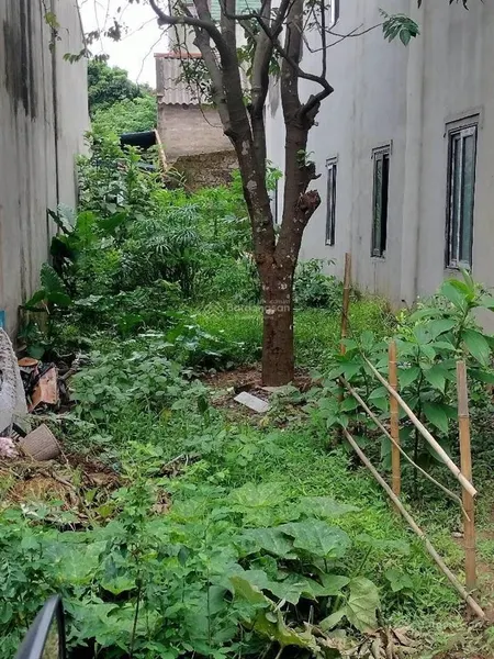 Bán 81 m2 đất phượng đồng, phụng châu. mặt tiền 4m. 3,65 tỷ. 0966 040 ***