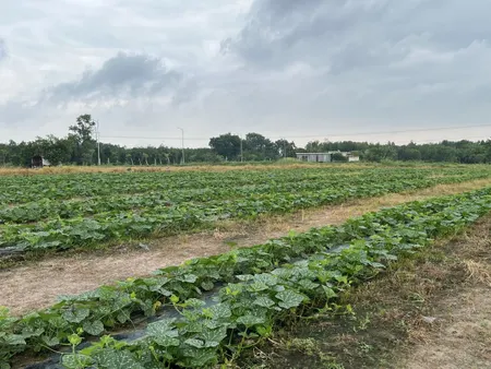 Bán 6.305m2 có 1.234m2 thổ cư 2mt. Siu đẹp. Quốc lộ 55