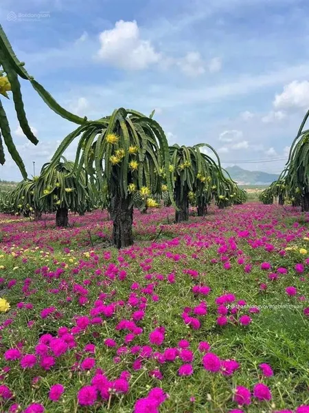 Bán đất tại xã hải ninh, bắc bình, bình thuận, 1,19 tỷ, 7000m2, giá cực chất đẹp
