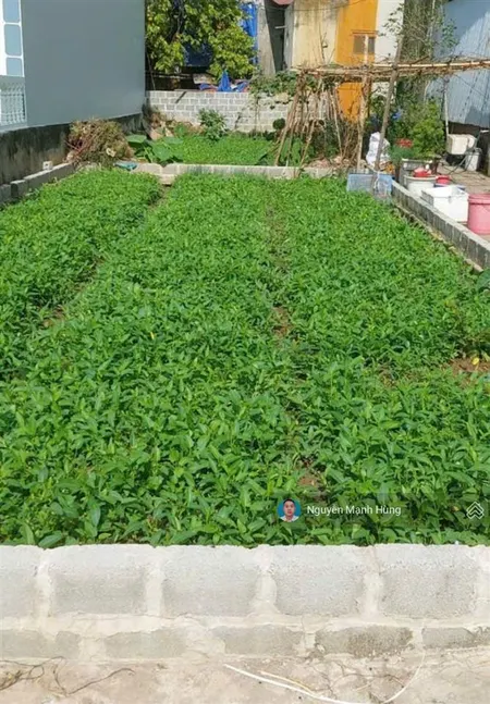 Bán đất 70m2 liên ninh, thanh trì, hà nội. vị trí đẹp, ngõ thông ô tô, giá đầu tư (nhỉnh 93tr/m2)
