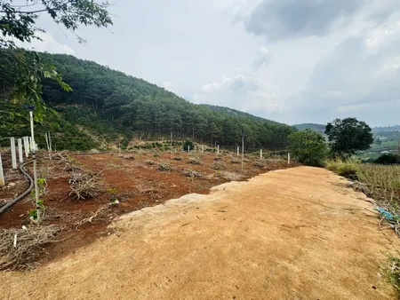 Đất ở thị trấn Nam Ban. Gần Thông, View Thông. Giá 1.150 tỷ/ 595m2. Sẵn 100m Thổ Cư
