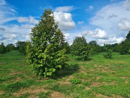 Đất sầu riêng View cánh đồng