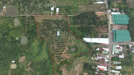 Cần bán đất vường sầu riêng. Đang có thu nhập cho thuê cây trên đất. 300tr năm