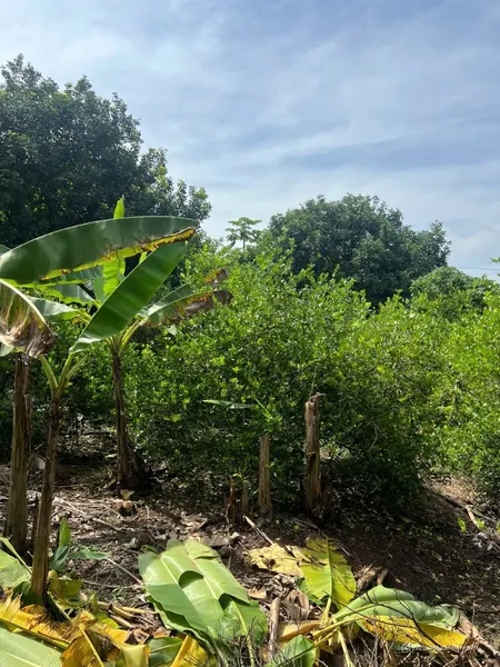 Lô đất vườn chủ ngộp cần ra gấp góc 2 mặt tiền đường, siêu đẹp giá chỉ 760 triệu (Tin Hết Hạn)