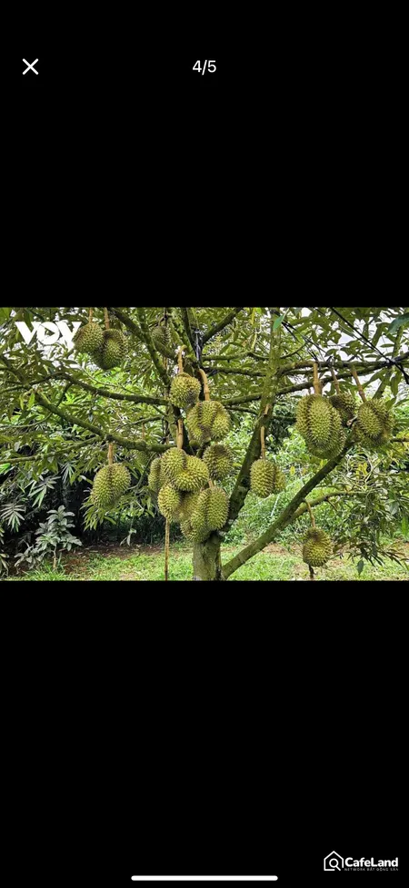 kẹt tiền ngân hàng cần bán (Tin Hết Hạn)