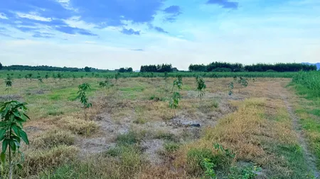 CAM AN NAM -- 1827 M2 -- 55M NGANG -- FULL XOÀI -- GIÁ CHỈ 1 TỶ 200 -- LH 0961481675