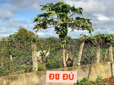 Bán đất 480m² giá 239 triệu Xã Dliê Ya
