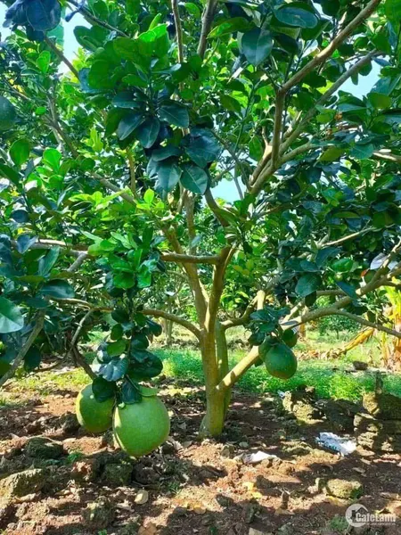 Vườn trái cây thập cẩm ở Đồng Nai mới.