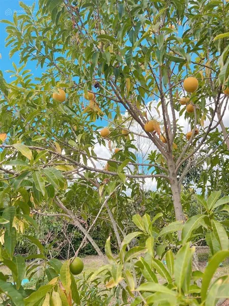 Chính chủ cắt lỗ cần bán gấp 591m2 sẵn vườn ăn trái tại mê linh lâm hà, giá chỉ 2.550 tỷ