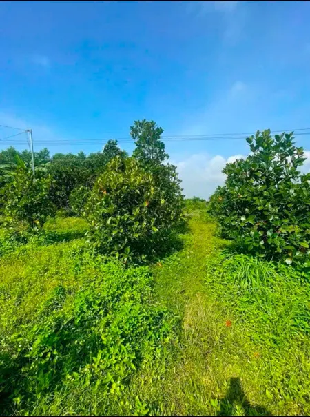 Đất Bình Lợi Vĩnh Cửu. Diện tích : 1.350m . Đường ô Tô . Chỉ 1Tỷ8
