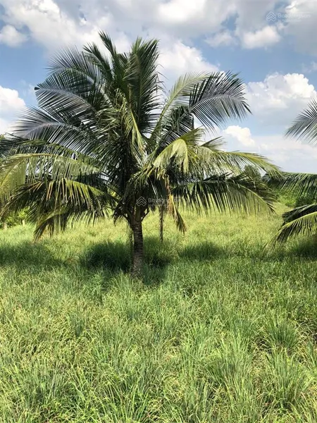 Chủ cần bán gấp 500m2(11x43m) thổ cư (chia làm 2 lô) có bán lẻ xã tân hoà bến lức tỉnh long an