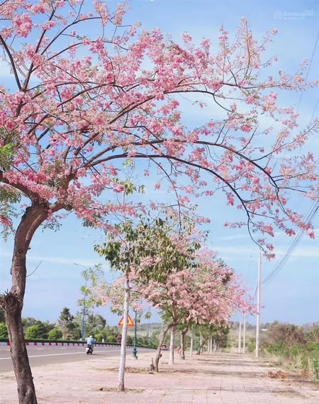 Bán 2000m2 mặt đường trần bình trọng, trung tâm thiện nghiệp, phan thiết (giá tốt)