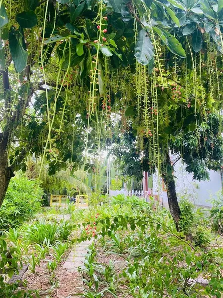 Hội an, căn villa mini view rừng dừa, cực chill. giá tốt 20 tr/m²