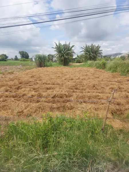 Bán đất thổ + lúa 387m2 ấp 3 Mỹ Yên, Bến Lức, Long An (Tây Ninh mới), giá đầu tư chỉ 2 tỷ