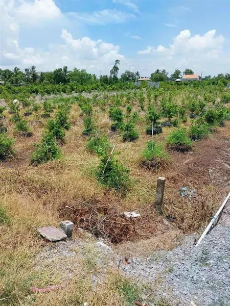 Bán đất mặt tiền đường đan đang trồng cây mai