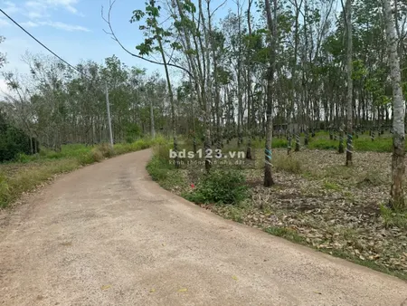 Bán đất xã Cẩm Đường Long Thành Đồng Nai NGAY KDL Suối Đá