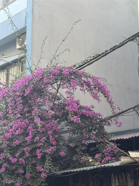 Bán đất phân lô 51m2 mặt tiền rộng ô tô thông tại đường lý sơn, đức giang, thượng thanh giá rẻ