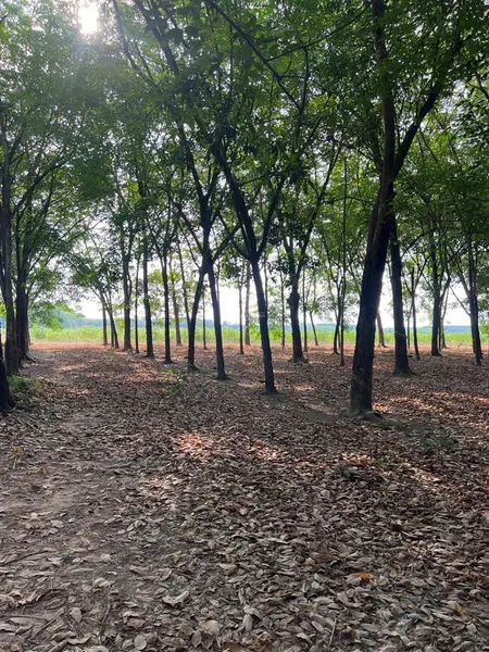 Bán đất tại ninh điền, châu thành, tây ninh, giá cực chất 155 tỷ, 160000 m2