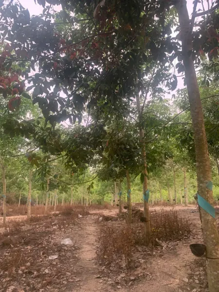 có 1ha9 cao su đang cạo mủ
