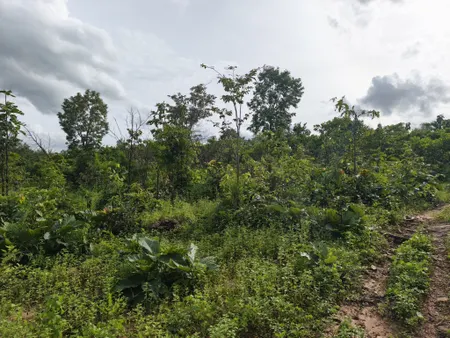 Bán đất 17000m² ngang 120m giá 120 triệu Xã Ia Mơ