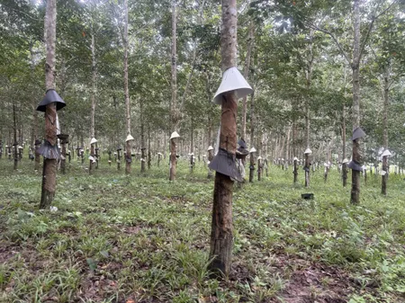 1,6ha cao su bám nhựa, cách trường chỉ 1km