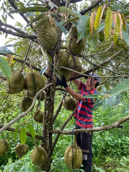 🌳 BÁN VƯỜN SẦU RIÊNG – BƠ THỔ CƯ SẴN SỔ GIÁ TỐT  💰 Giá: 8 tỷ (thương lượng nhẹ) 📏 Diện tích: 7,000m² (2 sổ riêng) 🏡 Thổ cư: 400m²