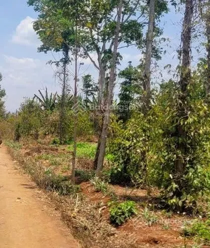 Đất bàu chinh có 17m mặt tiền đường bê tông, đất đỏ bằng đẹp