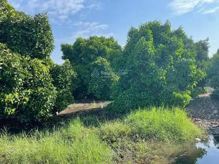 Bán vườn cây măng cụt phường tân an nằm 1 sẹc đường huỳnh thị hiếu đường oto vào tận nơi giá rẻ