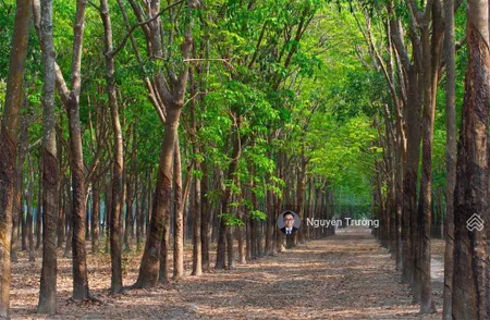 Chính chủ cần bán lô đất giá siêu tốt tại phú giáo. diện tích hơn 1500m2. giá chỉ 3.2tỷ bao hết