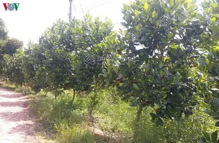 Bán 6300m2 đất trồng mít thái, ở bình dương gần đường đt 749, giá 1,2 tỷ, còn thương lượng