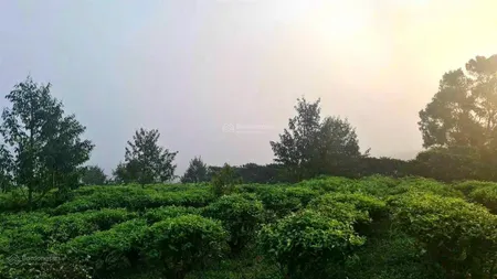 Đất nền nghỉ dưỡng view săn mây siêu đẹp có sẵn thổ cư khu dân cư hiện hữu hạ tầng bài bản