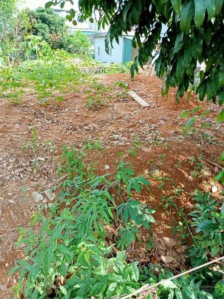 Cắt lỗ mảnh đất 800m2 tại xã hạ long huyện vân đồn phù hợp đầu tư