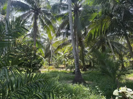 3,000m2 vườn dừa cực kỳ sai trái có 200m2 thổ cư sẵn nguồn thu chỉ 290tr/ công